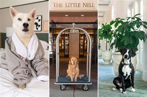 pet friendly hotels in ternate
